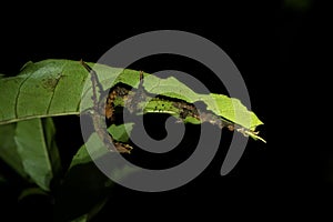 Phasmatodea, extatosoma tiaratum, spiny leaf insect, giant prickly stick insect, parectatosoma mocquerysi