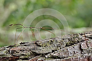 Stick Insect camouflaged on tree trunk photo