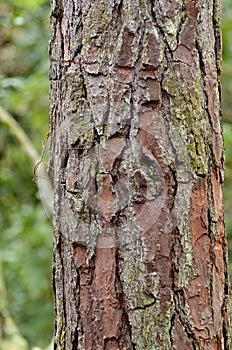 Stick Insect camouflaged on tree trunk photo