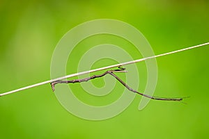 The Phasmatodea sitting on a branch