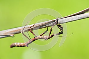 The Phasmatodea sitting on a branch