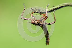 The Phasmatodea sitting on a branch