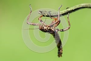 The Phasmatodea sitting on a branch photo
