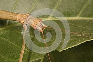 Phasmatodea , walkingstick insect eating green leaf. Extreme closeup macro view