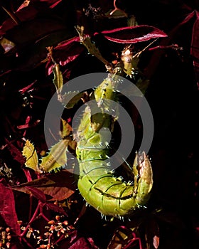 Phasmida Extatosoma tiaratum