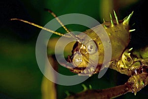 Phasmida Extatosoma tiaratum
