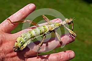 Phasmida Extatosoma tiaratum