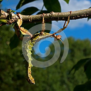 Phasmida Extatosoma tiaratum