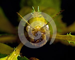 Phasmida Extatosoma tiaratum photo