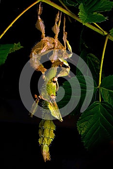 Phasmida Extatosoma tiaratum photo