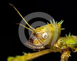 Phasmida Extatosoma tiaratum photo