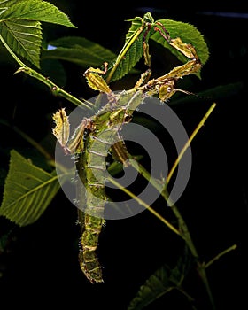 Phasmida Extatosoma tiaratum in HDR photo