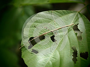 Phasmida, Grasshopper on was eaten green leaf in Baan grang, photo