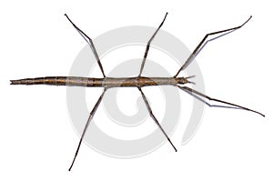 Phasmida insect isolated photo