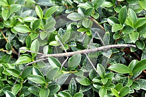 Phasmida insect on leaves