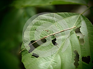 Phasmida, Grasshopper on was eaten green leaf in Baan grang, photo