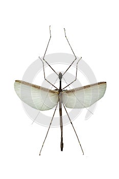 Phasmidae isolated on a white