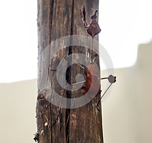 Phasmids Insects on the block. stick insects. photo