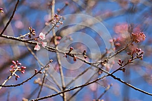 Phaya suae flower