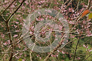 Phaya suae flower