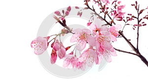 Phaya suae flower or sakura flower