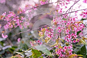 Phaya Suea Krong flower in the winter of Thailand