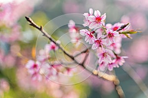 Phaya Suea Krong flower in the winter of Thailand