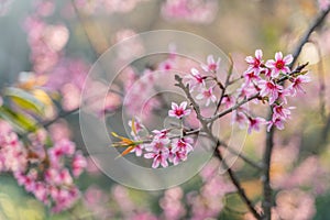 Phaya Suea Krong flower in the winter of Thailand