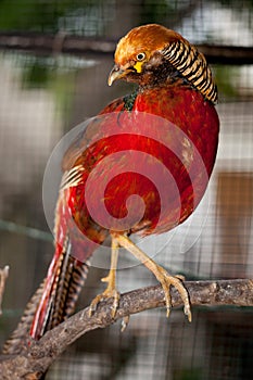 Pheasant