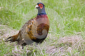 Pheasant photo