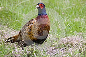 Pheasant