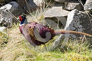 Pheasant