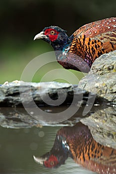 Pheasant