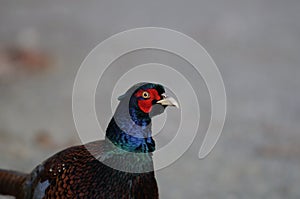 Pheasant