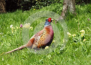 Pheasant