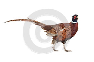 Pheasant