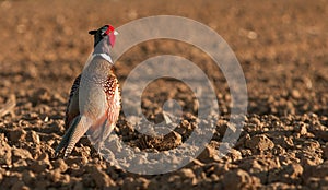 pheasant