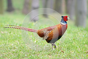 Pheasant