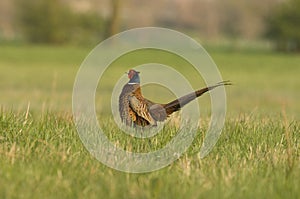 Pheasant