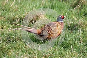 Pheasant