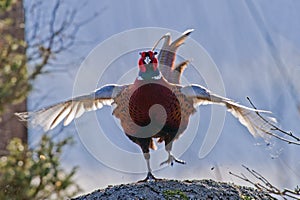 The Pheasant in action