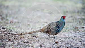 The Pheasant Beauty