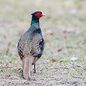 The Pheasant Beautyâ€™s back