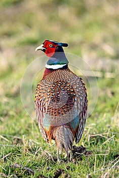 pheasant bird animal AI generated