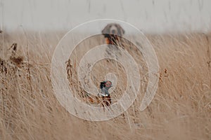 Pheasant bird hiding from a hunting dog photo