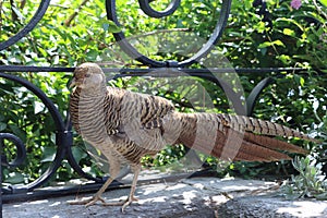 Pheasant in a brown plumage