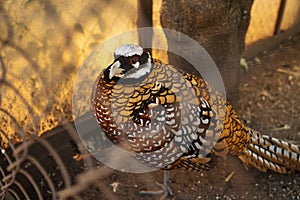 Pheasant in the cage photo