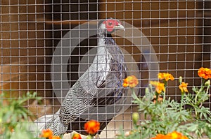 Pheasant in a cage at the zoo