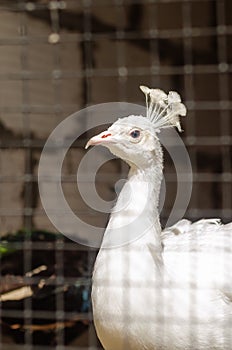 Pheasant in a cage at the zoo