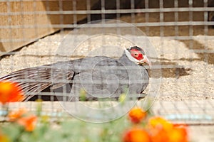 Pheasant in a cage at the zoo